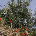 Toscane 09 - 319 - Divers